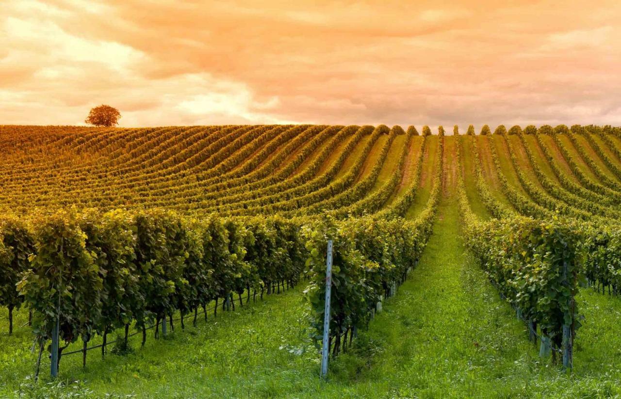 Domaine Jean-Got, Proche De Saint Emilion Villa Lugaignac Eksteriør bilde